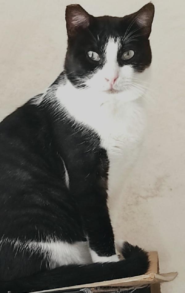 ZORRO & FRANCESCO Foto 8